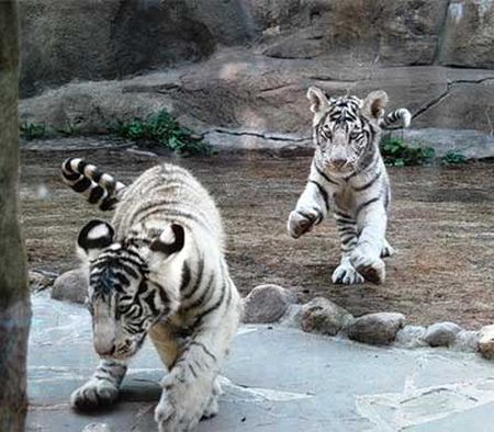 Белые тигрята в неволе.