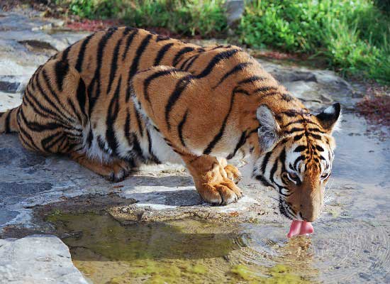 тигр пьет из водоёма.