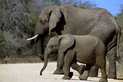 Слониха со слонёнком.