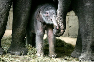 Африканский слонёнок прячется в тени мамы.