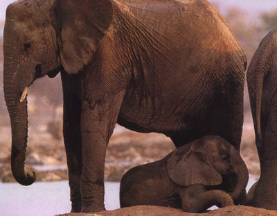 Африканский слонёнок прячется в тени мамы.
