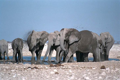 Африканский слон покрыт грязью.