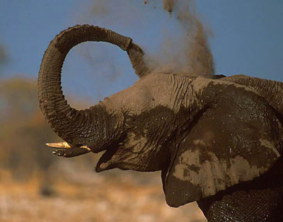 Африканский слон покрыт грязью.