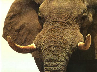 Морда африканского слона.