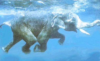 Африканский слон в водоёме.