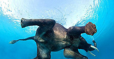 Африканский слон в водоёме.