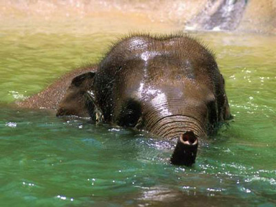 Африканский слонёнок купается.