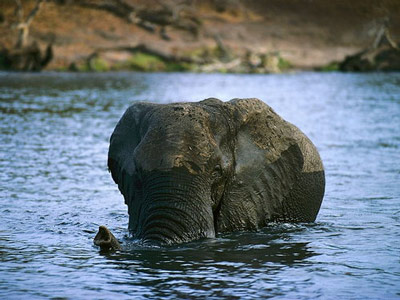 Африканский слон бредет наполовину в воде.