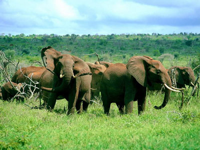 Стадо слонов передвигается в поисках пищи.