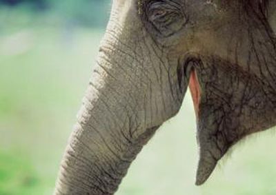 Африканский слон с открытой пастью.