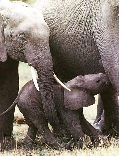 Семейство африканских слонов.