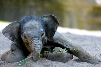 Новорождённый слонёнок.