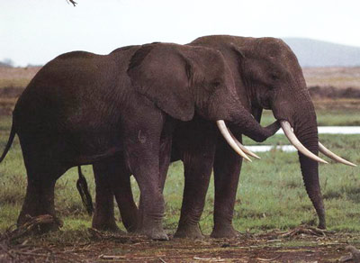 Африканский слон и его бивни.