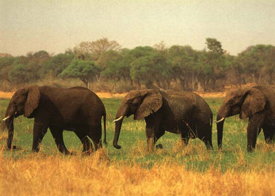 Африканские слоны идут друг за другом.