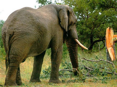 Африканский слон свалил дерево.