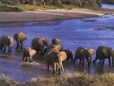 Слоны переходят водоём.