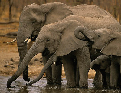Семейство африканских слонов на водопое.
