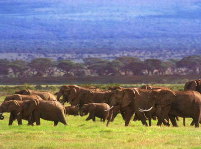 Большое стадо африканских слонов.