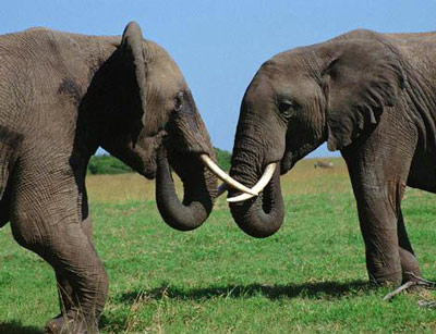 Африканские слоны общаются.