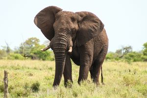 Лого статьи Африканский слон