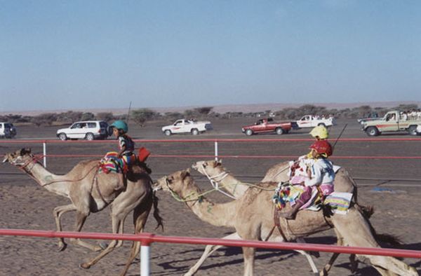 Верблюжьи бега, где наездники дети.