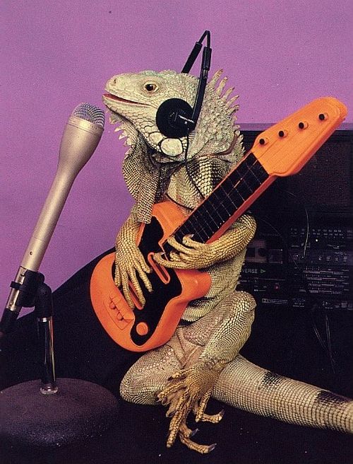 Игуана играет на гитаре.