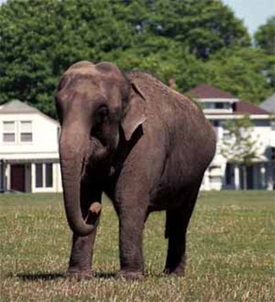 Индийский слон.