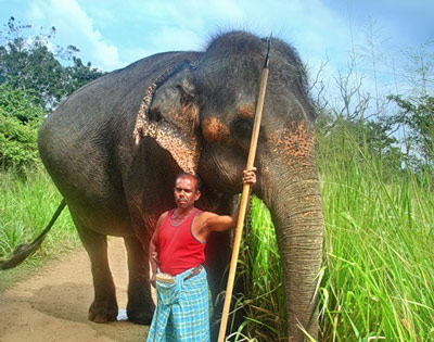 Индийский слон со своим погонщиком.