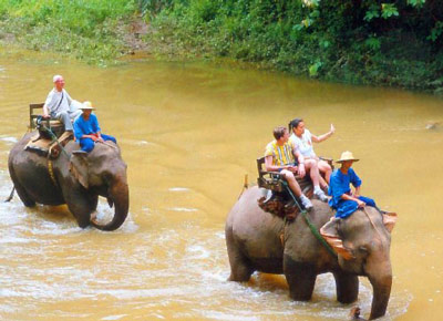 Индийские слоны катают туристов.