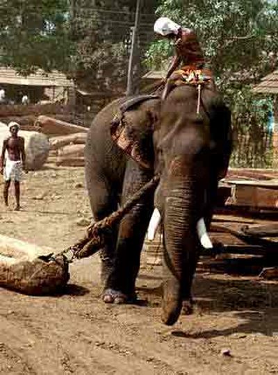 Индийский слон перетаскивает груз.