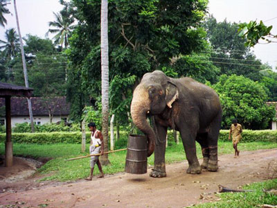 Индийский слон помогает переносить грузы.