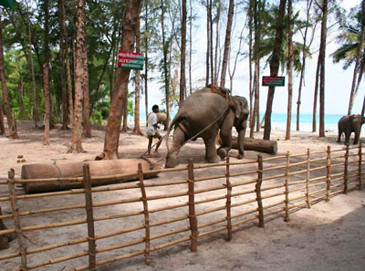 Индийский слон перетаскивает ствол дерева.