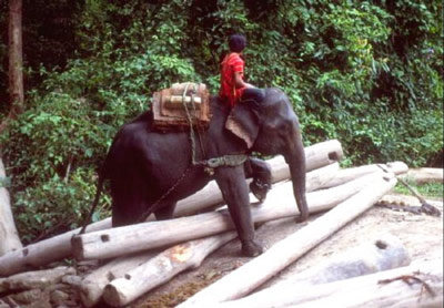 Индийский слон перекладывает деревья.