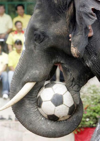 Индийский слон показывает свои трюки.