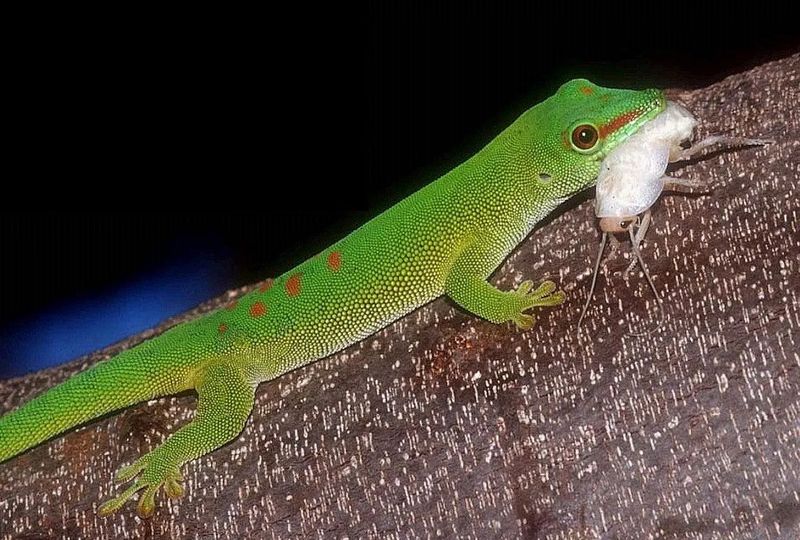 Мадагаскарский геккон несет добычу.