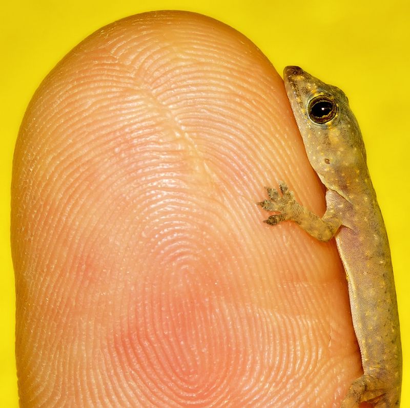 Круглопалый геккон.