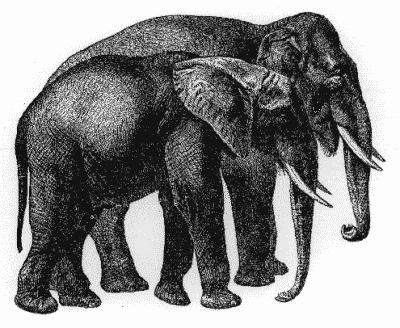 Индийский слон на этой картинке изображен на заднем плане, а на переднем — лесной африканский.