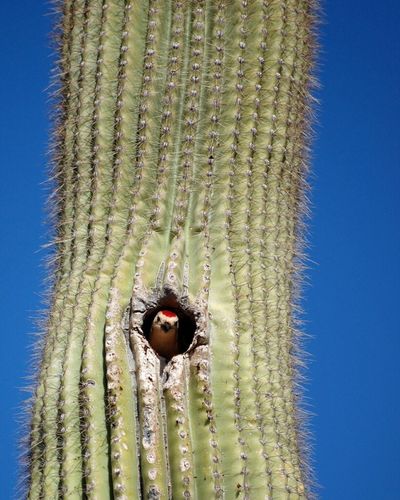 Гигантский кактус сагуаро служит для некоторых разновидностей птиц и маленьких животных прибежищем.
