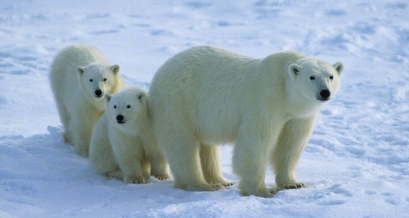 Семейство белых медведей.