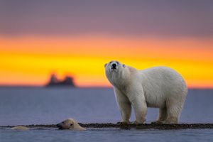 27 февраля — Международный день полярного медведя