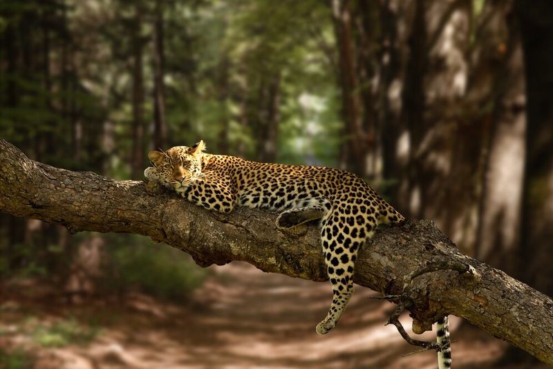 Ленивый леопард отдыхает на дереве.