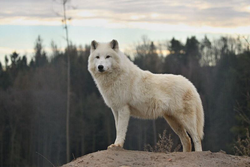 Огромный арктический волк-самец.