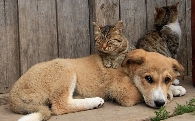 Бродячие собака и кошки.