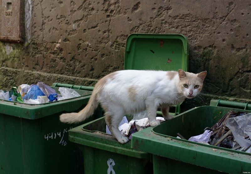 Бездомная кошка на мусорных баках.