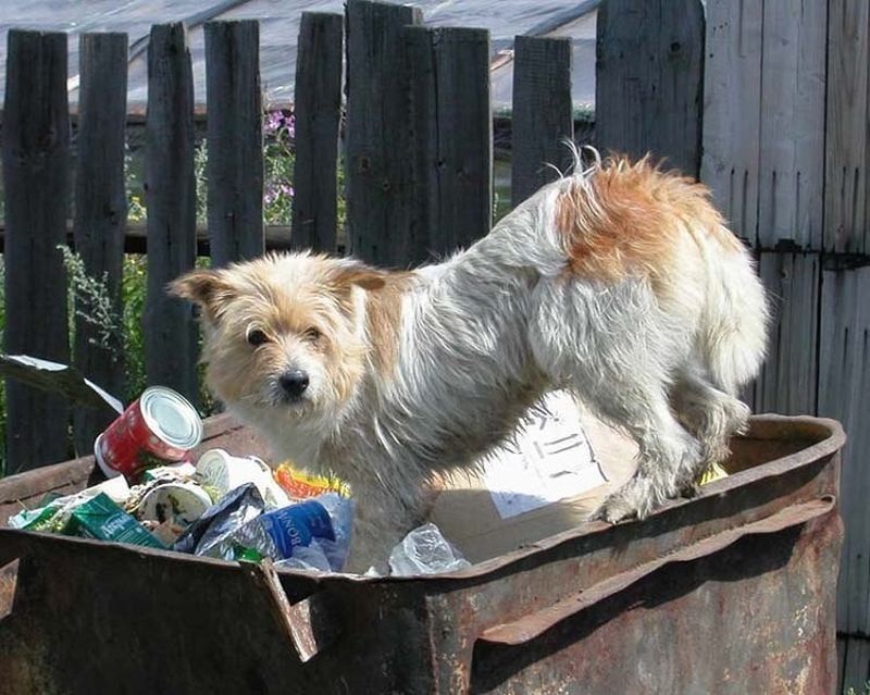 Бездомная собака на мусорном контейнере.
