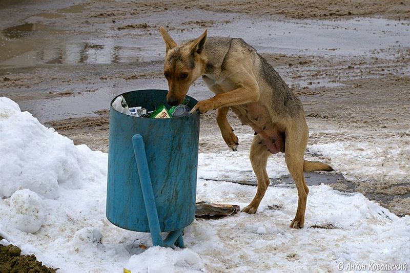 Бродячая собака у мусорки.