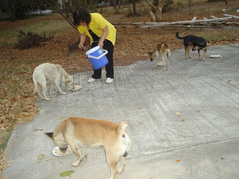 Женщина кормит бездомных собак.