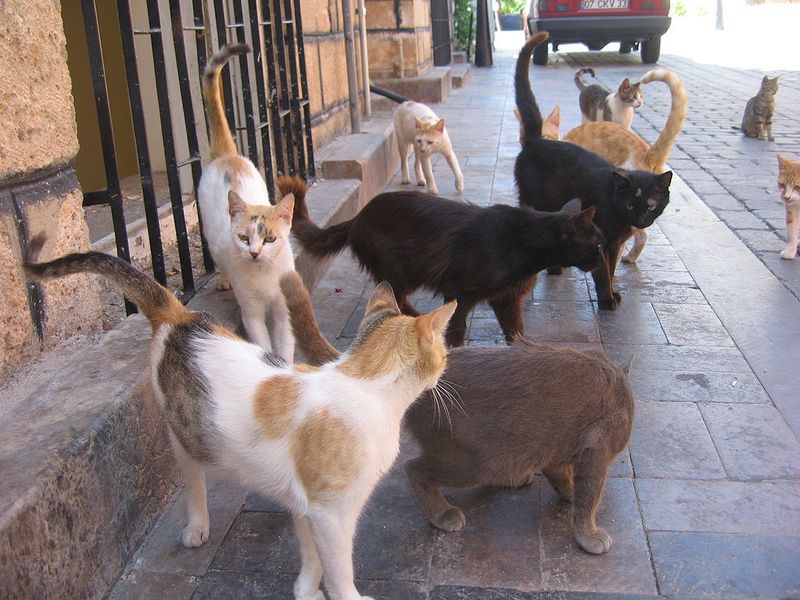 Стая уличных кошек ждёт свою кормилицу.