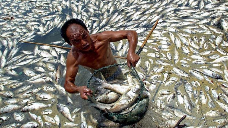 Местные жители собирают погибшую рыбу в Цитарум.