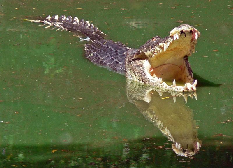 Крокодил с открытой пастью.
